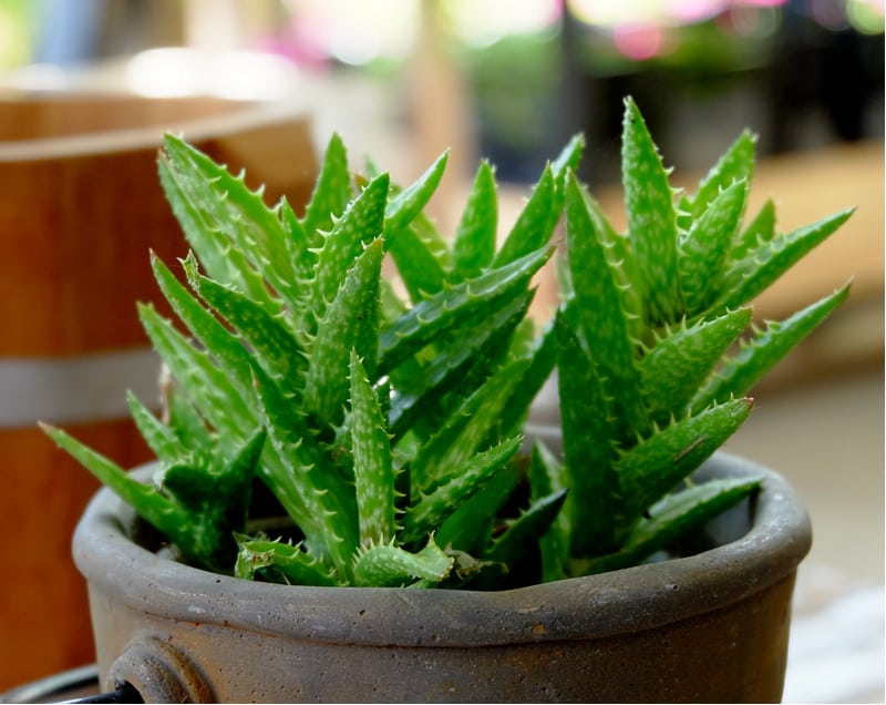 Aloe vera is one of the most popular plants for its medicinal uses and is another very popular house plant with air purifying qualities.