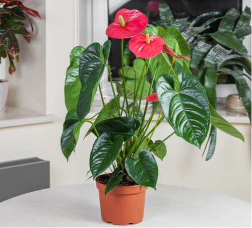 With the right care and some food, Anthurium andraeanum will produce new flowers all year round but most of the time you get three months of flowers, three months of rest, and repeat. The shinier the leaves, the happier they are and the purer your air will be as they remove Formaldehyde, Ammonia, Xylene, Toluene.