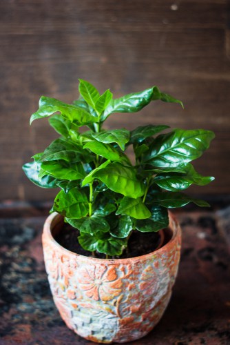 Arabica coffee plant for growing indoors