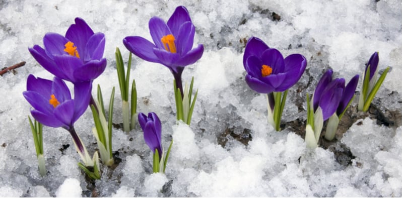 Autumn and Winter flowering bulbs