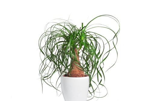 The ponytail palm gets its name from the many long, slender green leaves that fan out like thin hair in a ponytail.