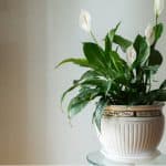 It can be difficult to find indoor house plants for rooms with low light, the good news is there are some that will naturally thrive. See our top 8 house plants for shade