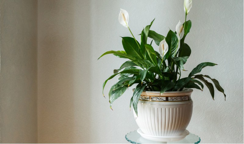 It can be difficult to find indoor house plants for rooms with low light, the good news is there are some that will naturally thrive. See our top 8 house plants for shade