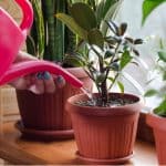 In this post, we look at 10 of the best house plants that are easy to care for and grow well in direct light, indirect and shady positions. Top recommendations