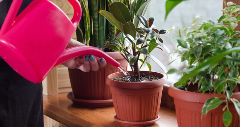 In this post, we look at 10 of the best house plants that are easy to care for and grow well in direct light, indirect and shady positions. Top recommendations