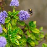 There are some exciting plants for bees which can be planted in your garden to help your local bees, in this post we look at 10 of our favourite plants for bees