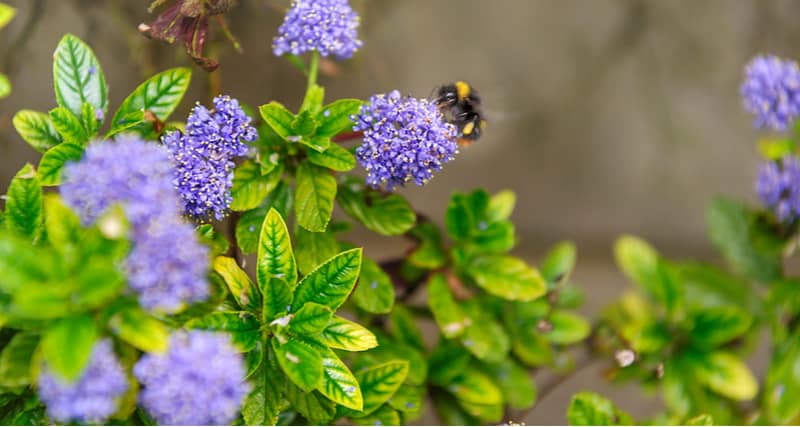 There are some exciting plants for bees which can be planted in your garden to help your local bees, in this post we look at 10 of our favourite plants for bees