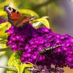 If you looking for the best plants for butterflies then we have 8 of our favourite plants to recommend from shrubs to herbs. Learn more now with these nectar plants