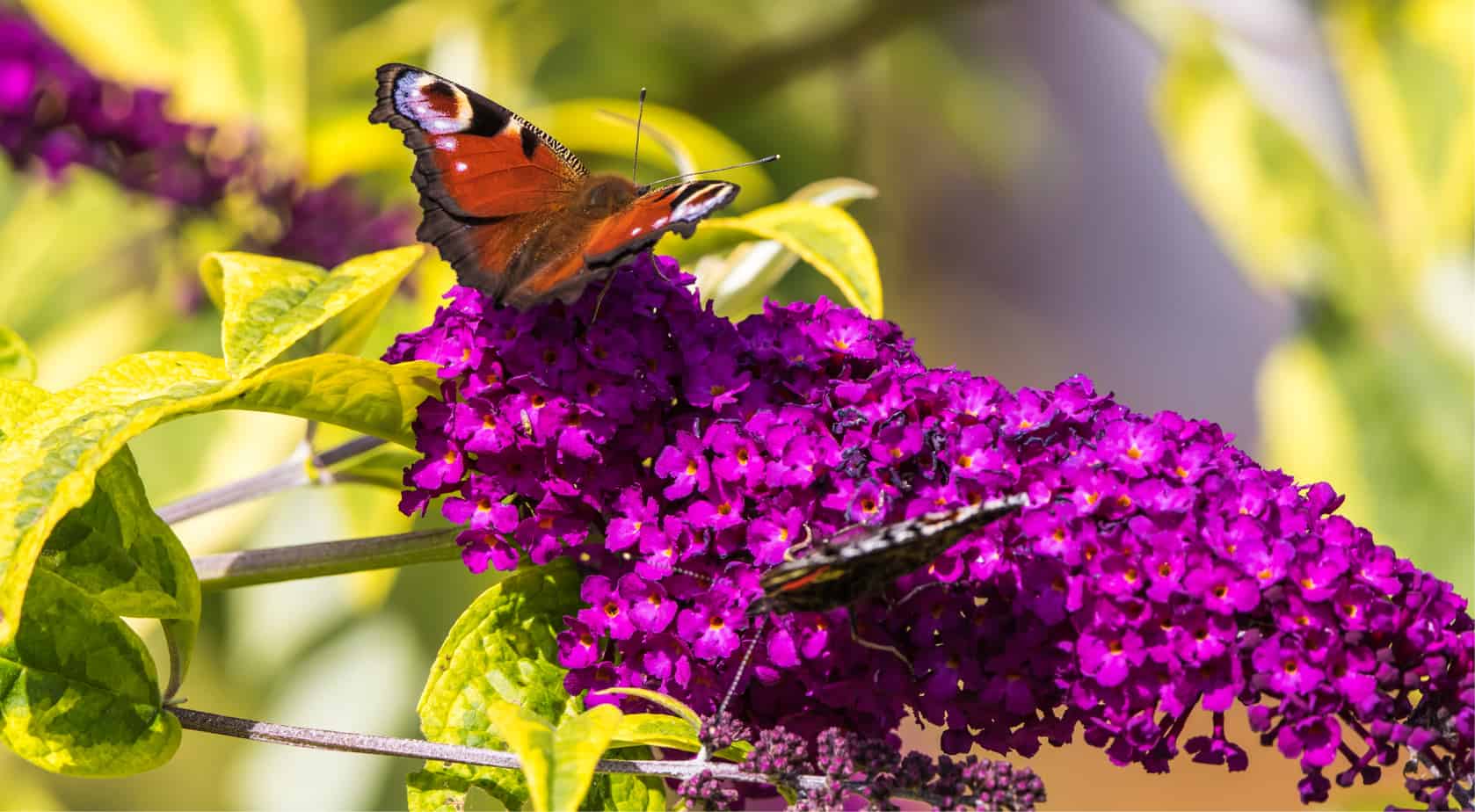 If you looking for the best plants for butterflies then we have 8 of our favourite plants to recommend from shrubs to herbs. Learn more now with these nectar plants