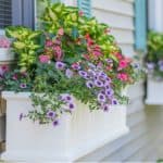 Best plants for window boxes