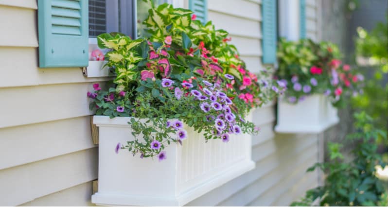 Best plants for window boxes