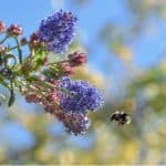 Bees are very important for pollinating plants and they are unfortunately on the decline. We have listed our favourite shrubs for attracting bees into your garden