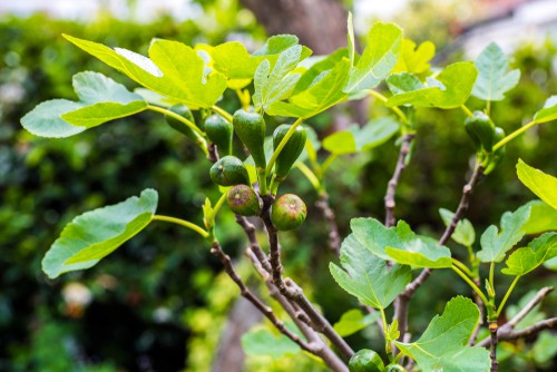 Brown turkey is a classic fig tree to grow in the UK and is the ultimate choice for most people. It produces a lot of tasty fruit and we'll thrive outside in the ground or in large containers. 