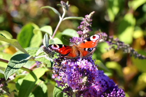 The buddleia also known as the butterfly bush gets its nickname because it is a beautiful, deciduous shrub whose masses of long, spiked blooms attract butterflies in their masses.