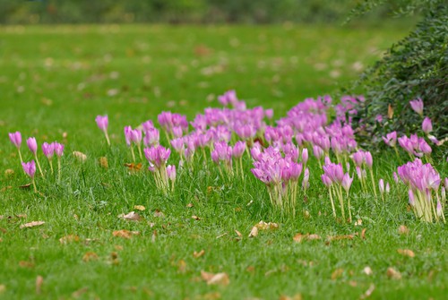 planting bulbs in grass