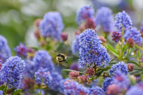 The California lilac is fast-growing, stunning flowers, equally stunning foliage, drought-tolerant, and salt tolerant. It's a wonderful Coastal plant. ideal for attracting bees