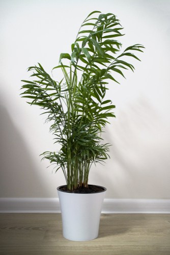  Chamaedorea Elegans needs shelter and partial shade so placing it near a window is helpful but it will grow in low light too. 