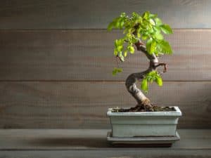 This Asian plant is known for its size when grown naturally in China, but at home, you can keep a smaller, trimmed plant that fits right in with the size of your space.