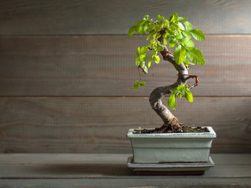 This Asian plant is known for its size when grown naturally in China, but at home, you can keep a smaller, trimmed plant that fits right in with the size of your space. 