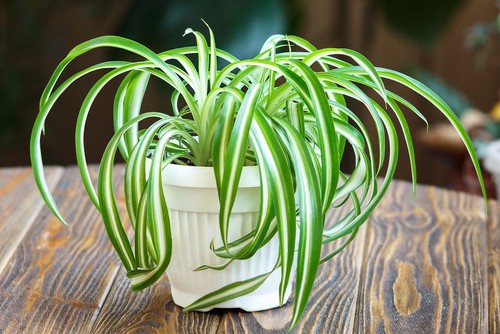 Many beginners cultivate spider plants because of how tolerant they are, but more importantly, they will clean the air you breathe.
