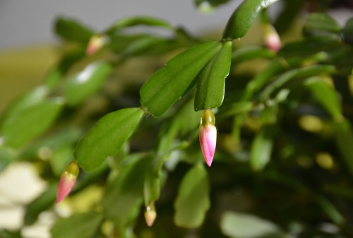 Christmas cactus bud drop. When you see the precious buds dropping it is often the result of fluctuating temperatures, being too hot during the day and too cold during the night. However, if you are overwatering it can also result in bud drop.