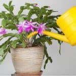 Growing Christmas cactus can be very rewarding but they do need to go through a specific process to get them to successfully flower. Planting, pruning and more.