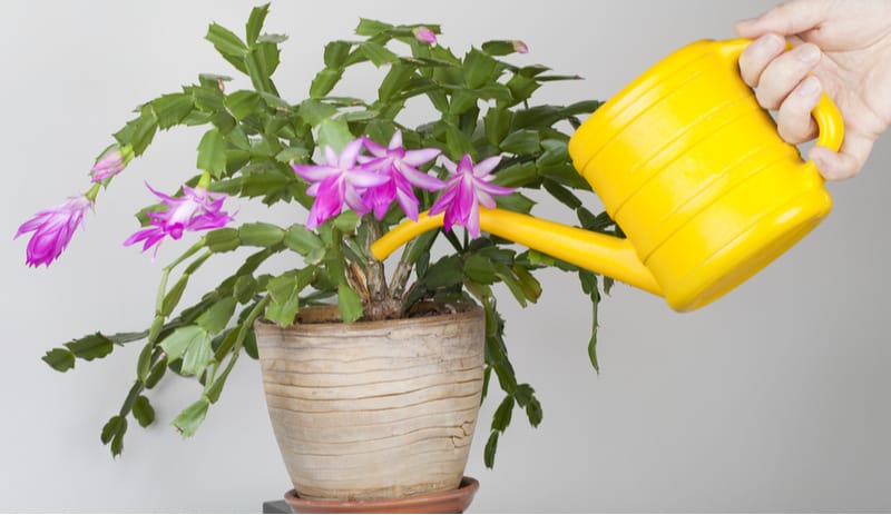 Growing Christmas cactus can be very rewarding but they do need to go through a specific process to get them to successfully flower. Planting, pruning and more.