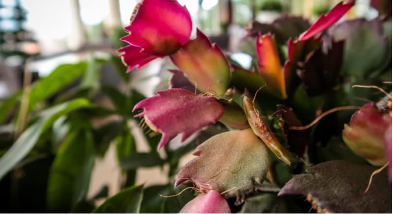 Christmas Cactus Problems. generally pest free but large temperature changes from warm to cold can effect flowering