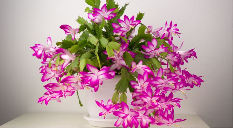 Christmas cactus pruning should be done after flowers or early March, generally, no pruning is needed but it can help rejuvenate leggy and overgrown plants.