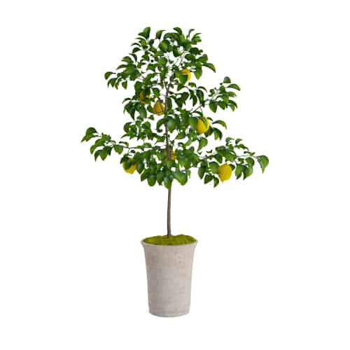 Citrus lemon trees are sure to brighten your home when they start to produce their perfect yellow fruit and they are so easy to grow and care for. 