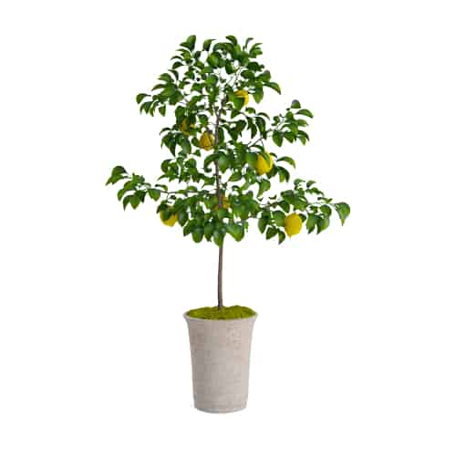 Citrus lemon trees are sure to brighten your home when they start to produce their perfect yellow fruit and they are so easy to grow and care for.