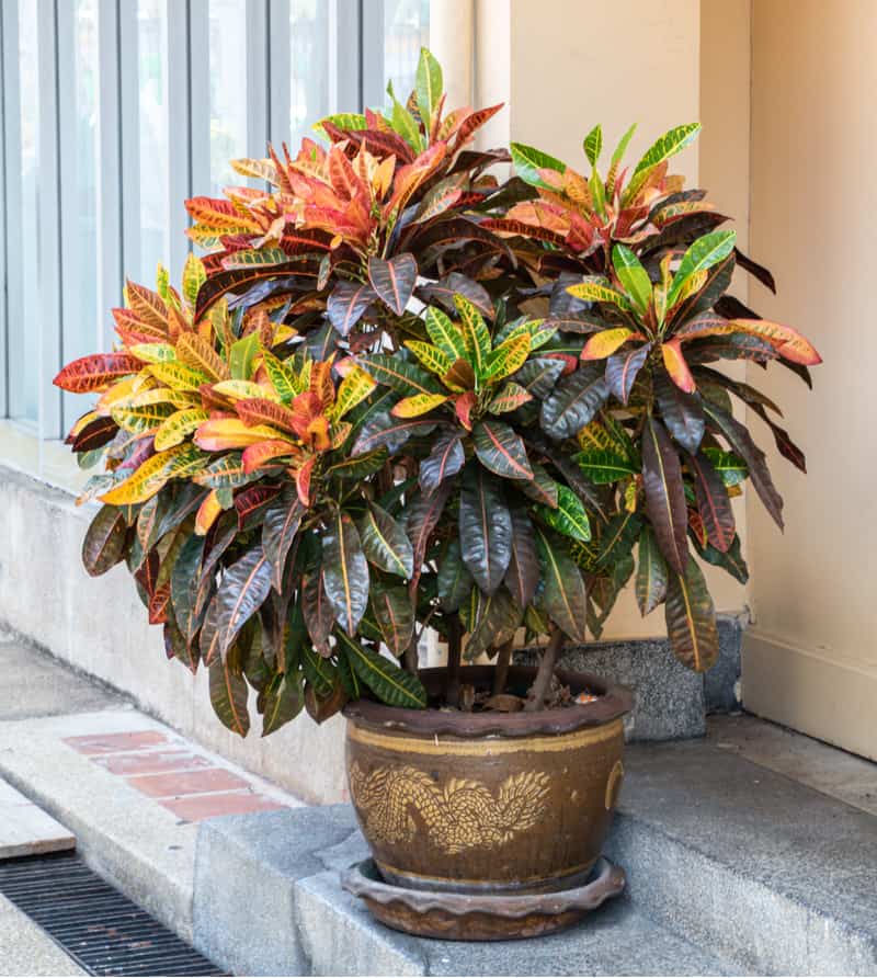 One way to really brighten your home is with colourful foliage. This Croton plant likes dappled light and humid temperatures, so you will need to work hard to recreate these natural environments indoors