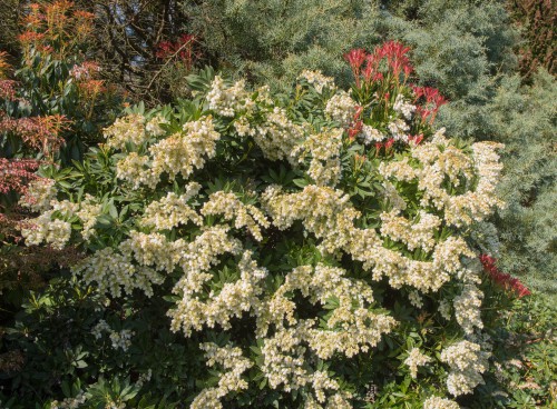 Cutting back overgrown pieris - prune after flowering