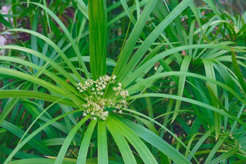 This umbrella palm is a native of Egypt and is more of an aquatic but it grows well in the home if you stand the pot in a saucer of water to keep the soil moist.