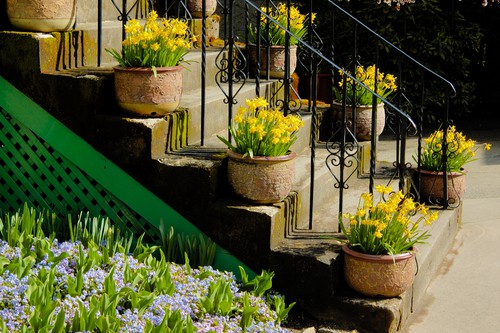 planting daffodils in pots