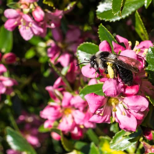 grows in compact mounds of shiny green leaves with tiny clusters of flowers that truly stand out. The flowers are typically a crimson or pink shade with a trumpet shape. 