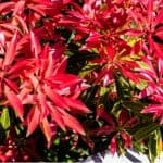 Feeding Pieris forest flame