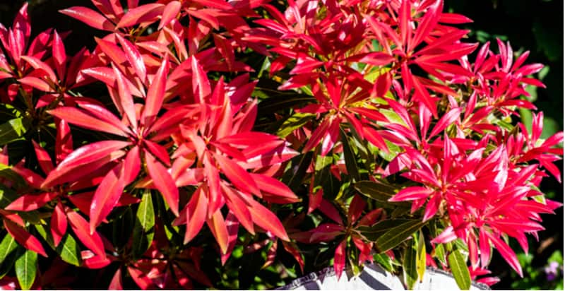 Feeding Pieris forest flame