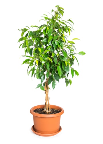 The weeping fig is a popular house plant for homes and offices alike and is another plant that was featured on NASA list of air purifying plants.
