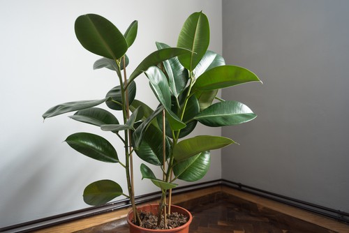 Traditionally a tree from which sap is converted into rubber, this tree can be grown indoors with easy and will even take a couple of morning hours of direct light.