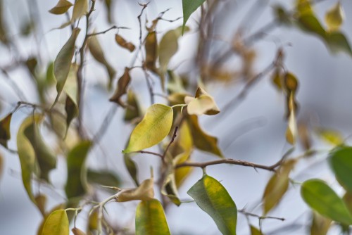 Common problems faced by Rubber plants include over-watering and they do not like to stand in water. If you water too much and the soil becomes waterlogged, certain fungal pathogens can also result in root rot. 