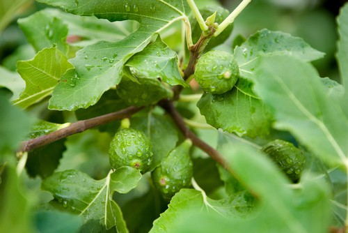 Fig trees should be watered during dry periods specially when the fruit is forming. Feed in spring with a tomato feed to promote better fruiting