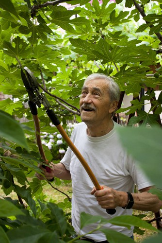 Fig tree pruning - prune any unwanted shoots in early spring leaving on the main fruiting stems.