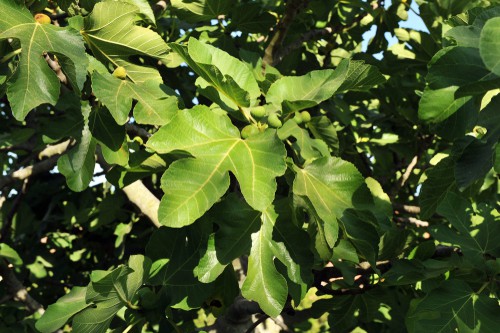Fig tree General care. Water and feed from spring, prune in spring and remove unripe fruit at the end of the season