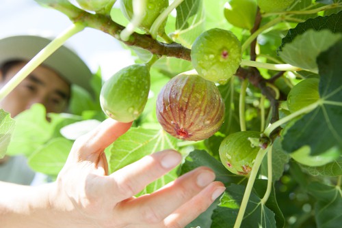 Fig are ready to be harvested when they soft.