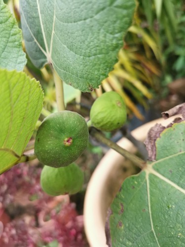 Pruning fig trees grown in pots in early spring. Remove shoots to keep the desired shape ensuring you have 4-6 main fruiting branches