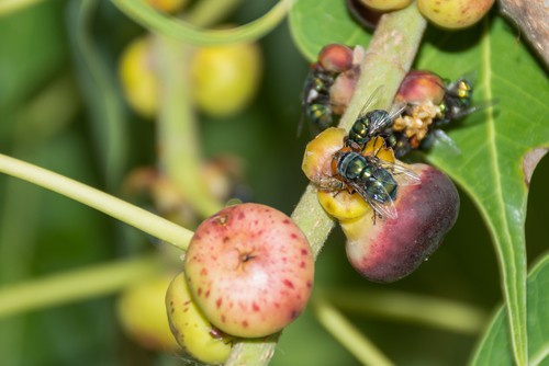 Birds and wasps can be an issue when growing figs as they eat the fruit. Try using wasp traps and growing under netting if birds become a problem.