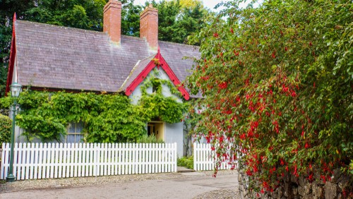 Pruning a Fuchsia hedge