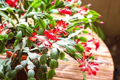 Growing Christmas Cacti. Plant in cactus compost