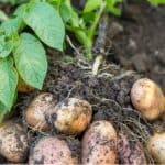 In this article, we learn how to grow Christmas potatoes to provide delicious new potatoes in time for Christmas dinner. Learn about growing Christmas potatoes.
